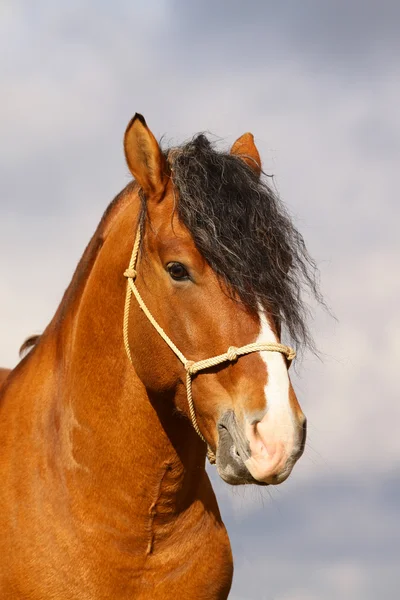 Bay stallion portrait — Stock Photo, Image
