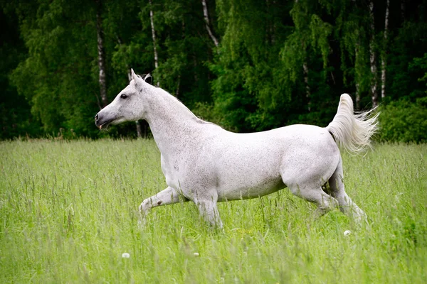 Arab horse in field — стокове фото