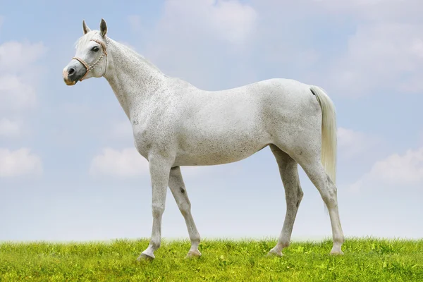 Fehér arab ló — Stock Fotó