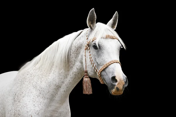 Білий арабський кінь — стокове фото