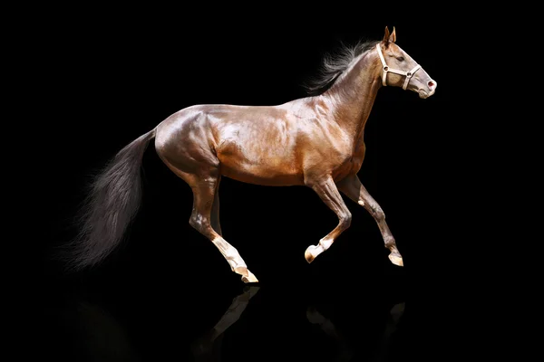 Purebred stallion — Stock Photo, Image