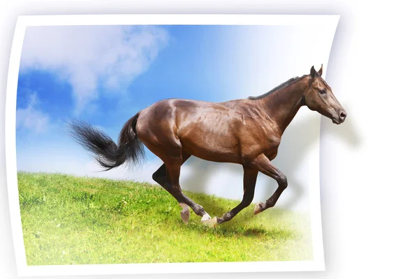 Koń karty — Zdjęcie stockowe