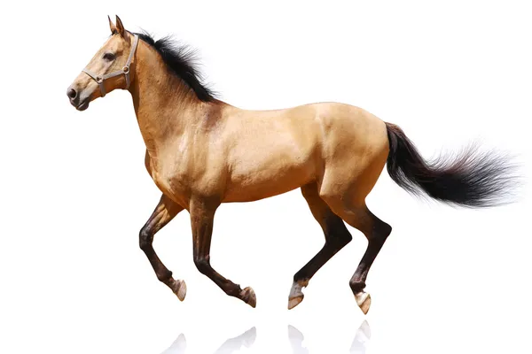 Лошадь изолирована — стоковое фото
