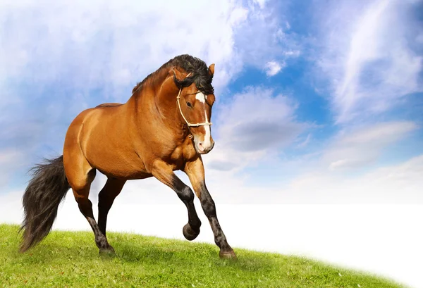 ギャロッピング美しい種牡馬 — ストック写真