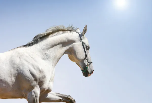 Bílý kůň na modré — Stock fotografie