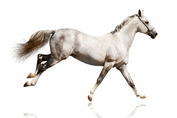 Silver-white stallion vágtató — Stock Fotó