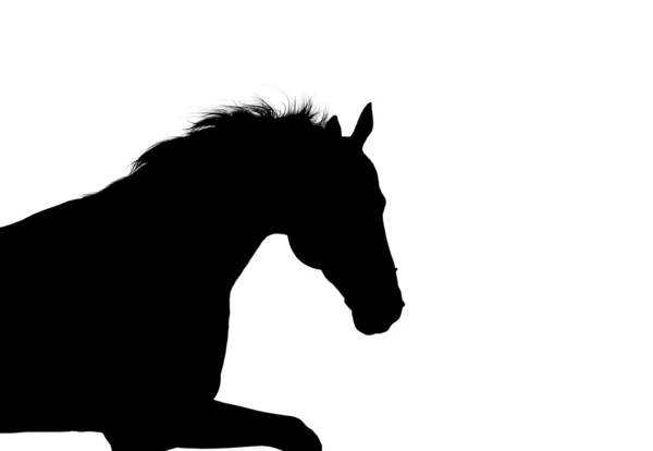Silhueta de cavalo — Fotografia de Stock