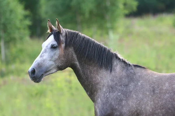 Grijze Arabische paard — Stockfoto