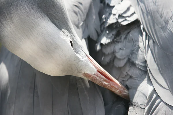 stock image Blue crane