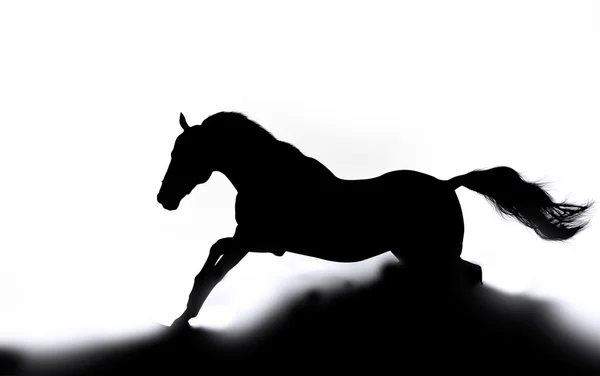 Stallion silhouette in dust — Stock Photo, Image