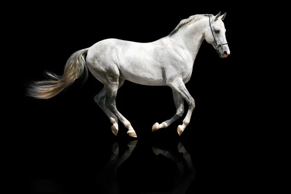 Silver-white stallion — Stock Photo, Image