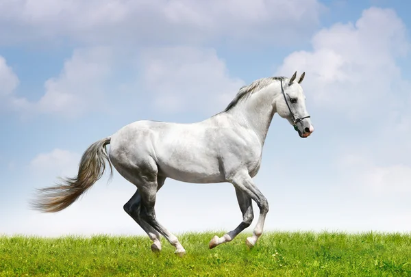 Silver-white stallion on field — Stock Photo, Image
