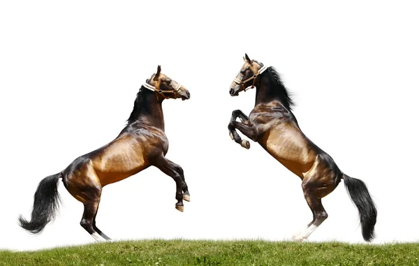 两匹种马 — 图库照片