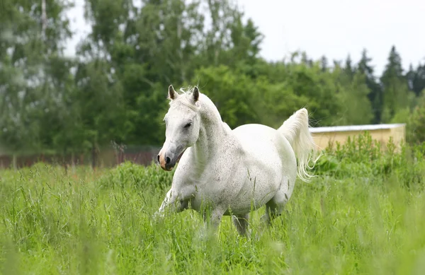 Arab häst i fältet — Stockfoto