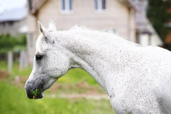 Renrasig arab häst — Stockfoto