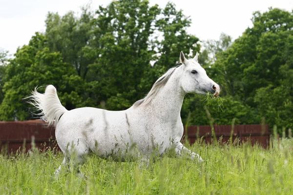 Arabische paard dravende op veld — Stockfoto