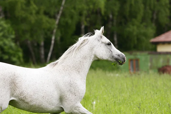 Cavallo arabo che trotta sul campo — Foto Stock