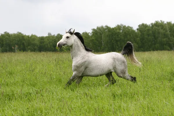 Arab stallion trotting on field — Stock Photo, Image