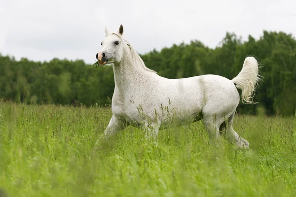 Arab stallion — Stock Photo, Image