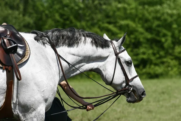 Corrida Cavalo — Fotografia de Stock