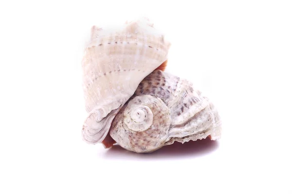 Seashell aislado —  Fotos de Stock
