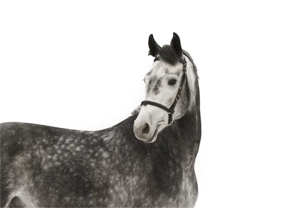 Cavalo de maçã cinza — Fotografia de Stock