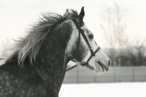 Gray horse — Stock Photo, Image