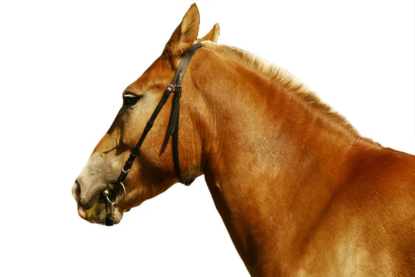Close-up de um rosto de cavalo, frente da cabeça do cavalo marrom em fundo  branco isolado