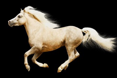 Welsh pony stallion clipart