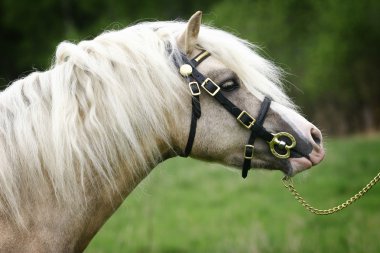 Pony portrait clipart