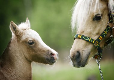 Foal and it mother clipart