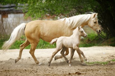 Mare and foal trotting clipart