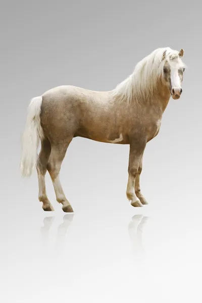 Welsh pony, izolované Grey — Stock fotografie