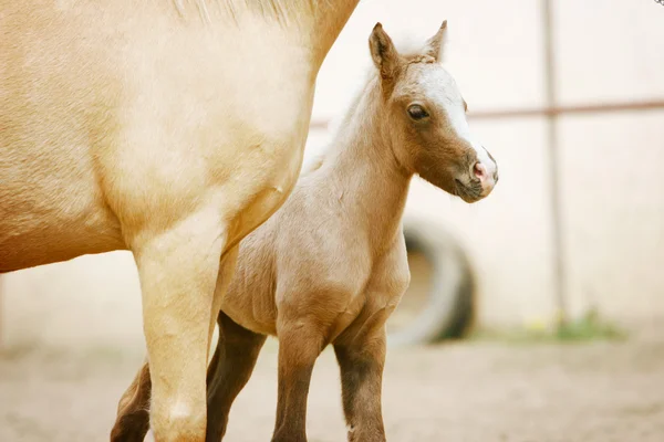 Foal with his mother — Stock Photo, Image