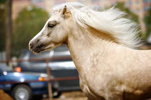 Welsh pony stallion — Stock Photo, Image