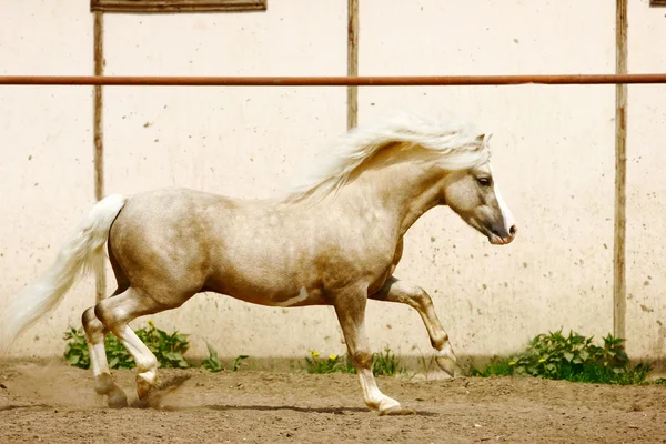 Pony hřebec — Stock fotografie
