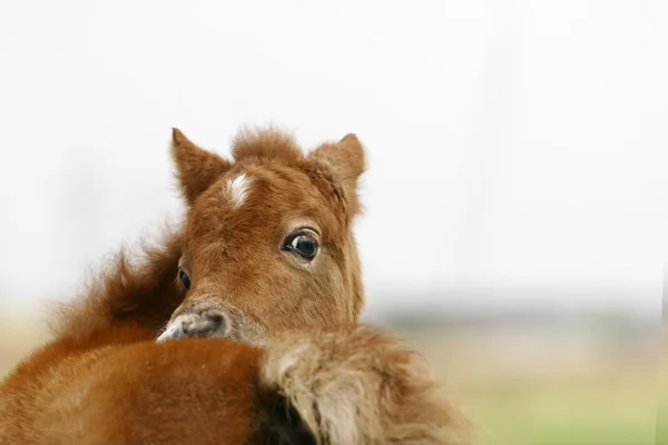 Pony de potro —  Fotos de Stock