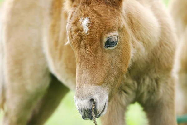 Puledro di pony — Foto Stock