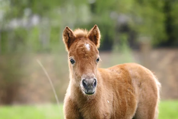Pony foal — Fotografie, imagine de stoc