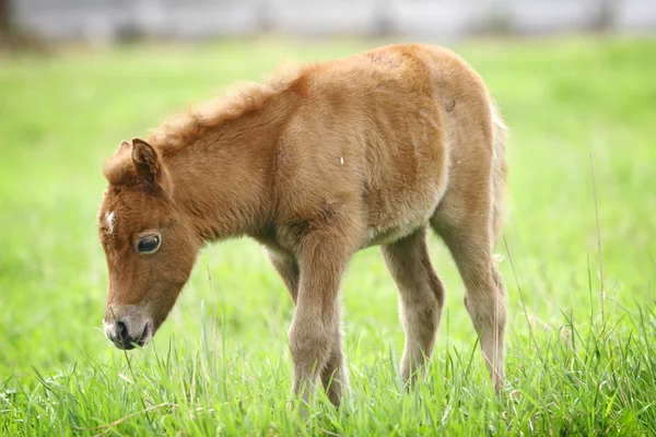 Жеребенок-пони — стоковое фото