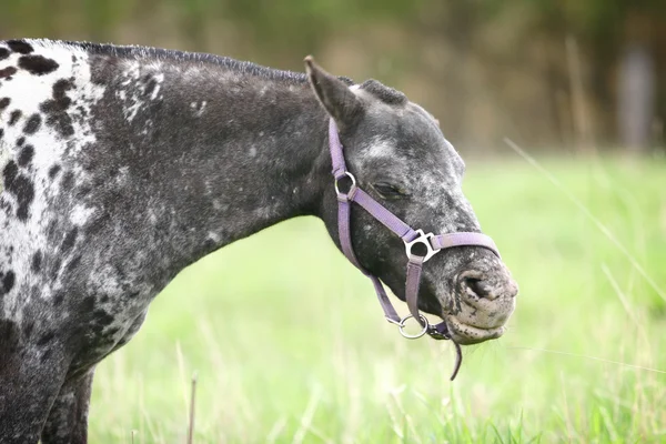 Divertido pony appalusa —  Fotos de Stock