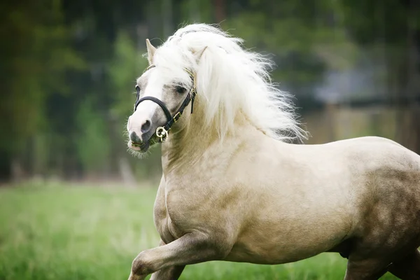Welsh pony stallion — Stock Photo, Image