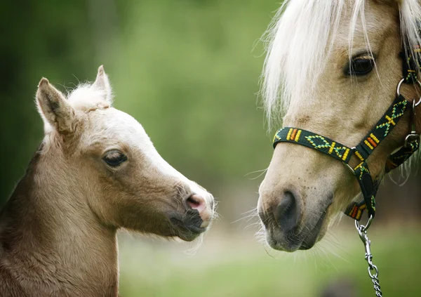 Foal and it mother — Stock Photo, Image