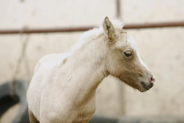 Puledro pony gallese — Foto Stock