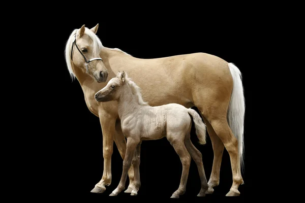 Мать и ребенок — стоковое фото