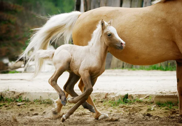 Galés pony potro — Foto de Stock