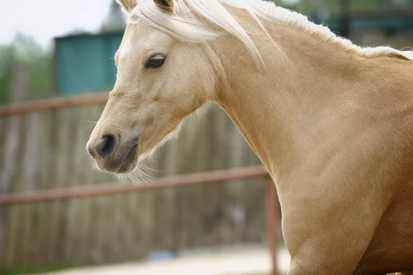 Galês cavalo égua — Fotografia de Stock