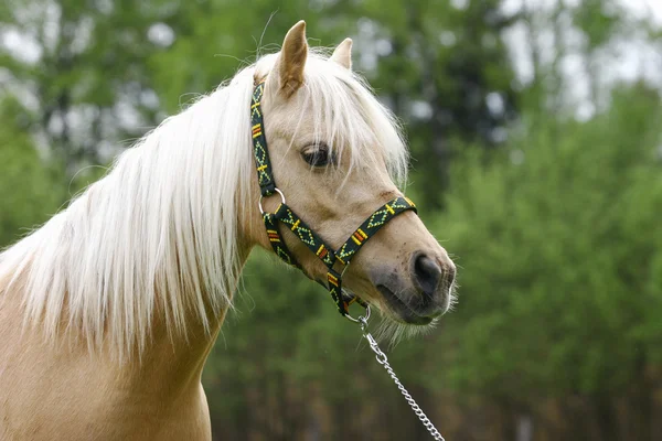 Palomino-Pferd — Stockfoto