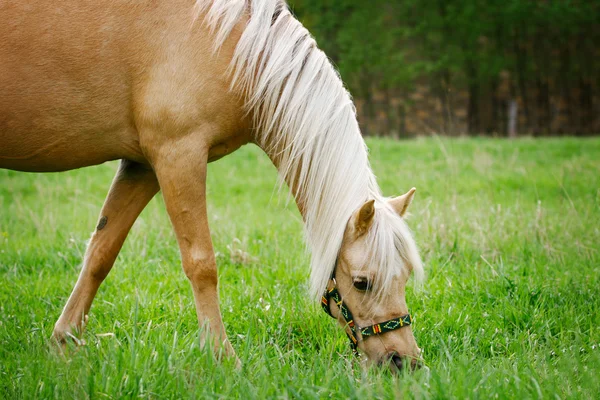 Palomino paard grazen — Stockfoto