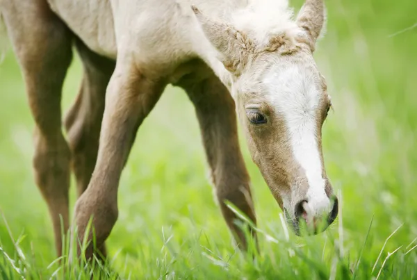 Foal grazing — Stock Photo, Image